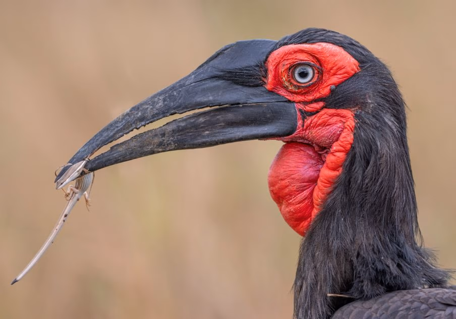 Descent into Eden — Ngorongoro Crater