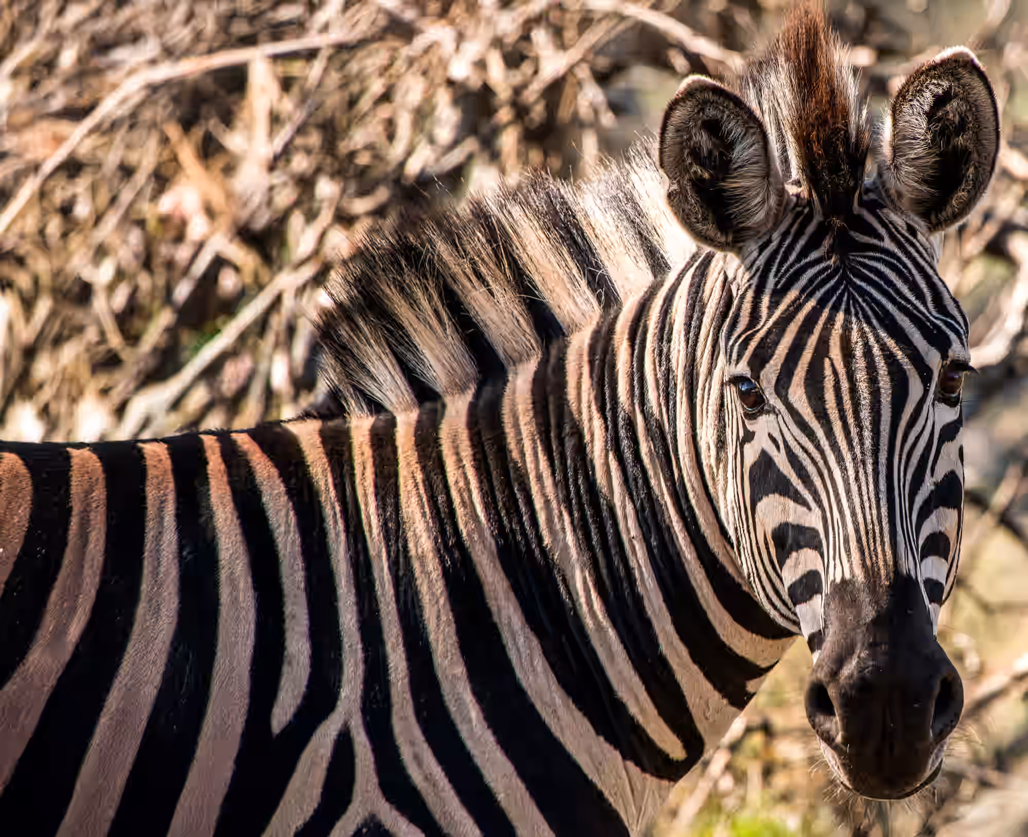 Angama Mara