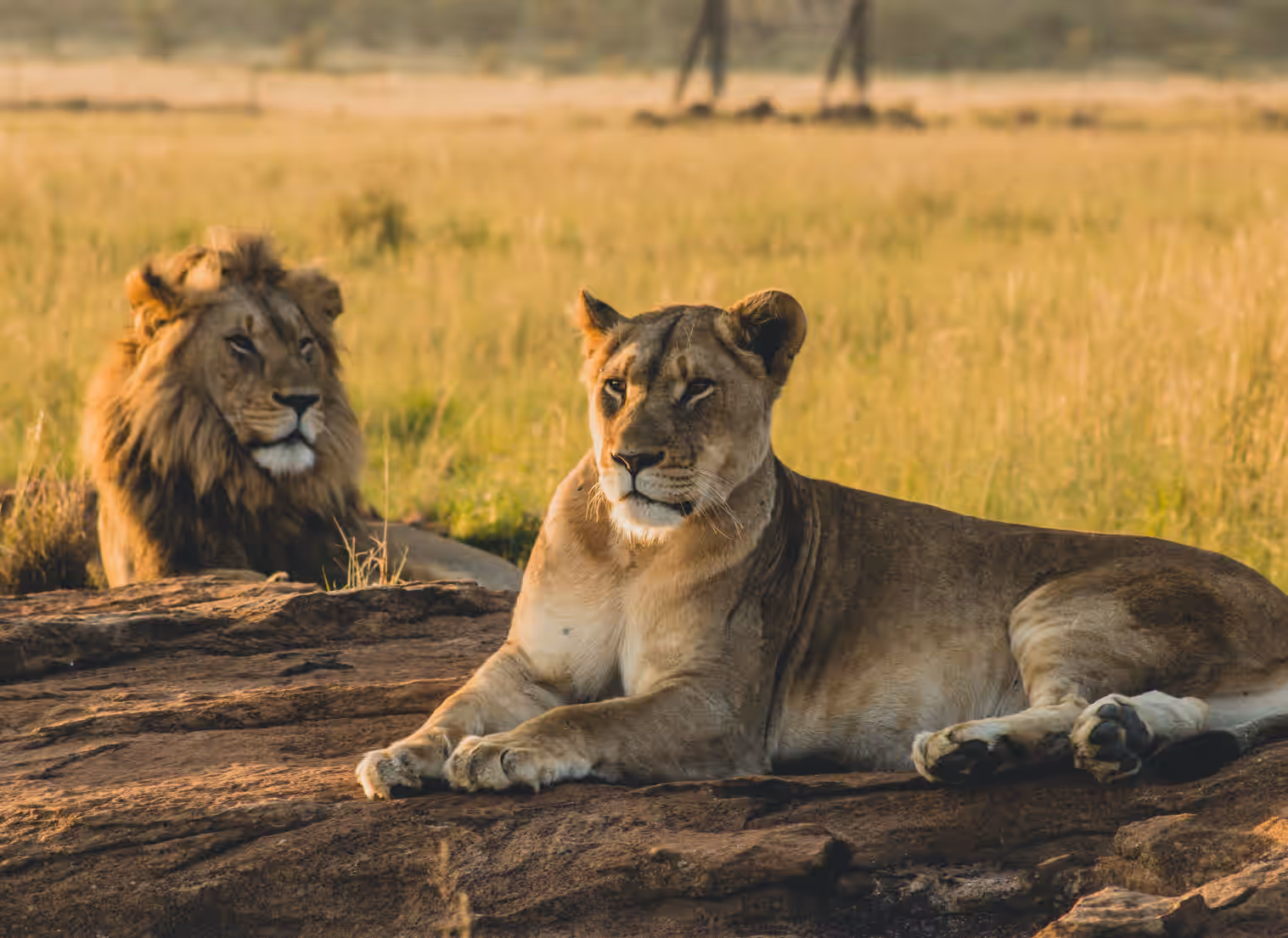 Serengeti Arrival & Full Immersion