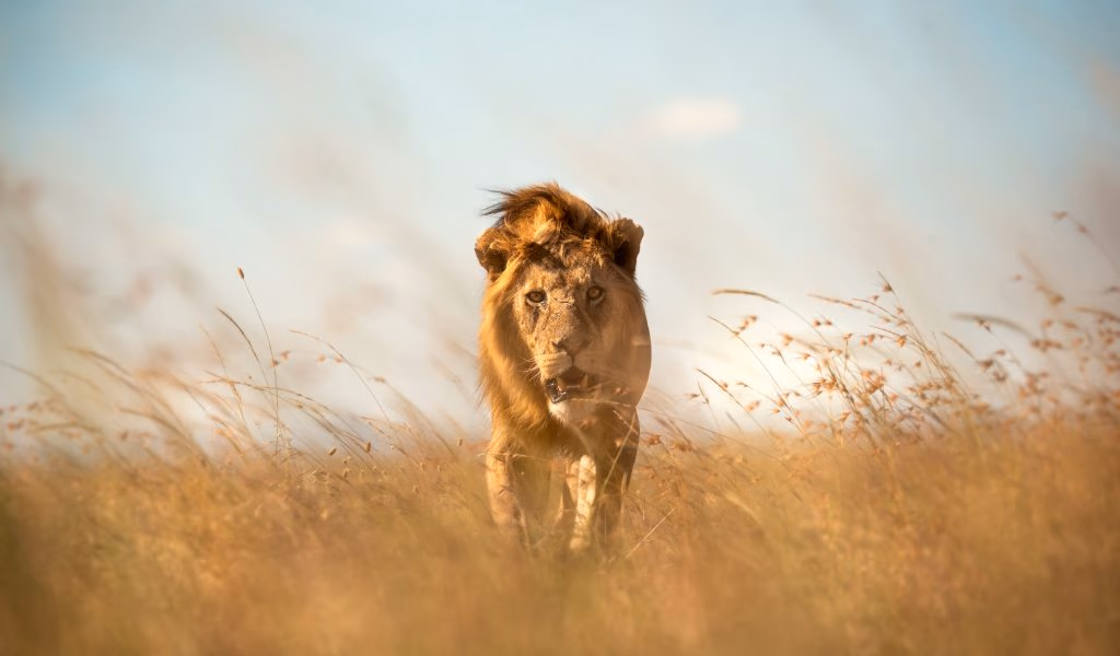 Ultra-Luxury Kenya Safari & Zanzibar Holiday — Private Great Migration, Five-Star Lodges & Exclusive Island Retreat