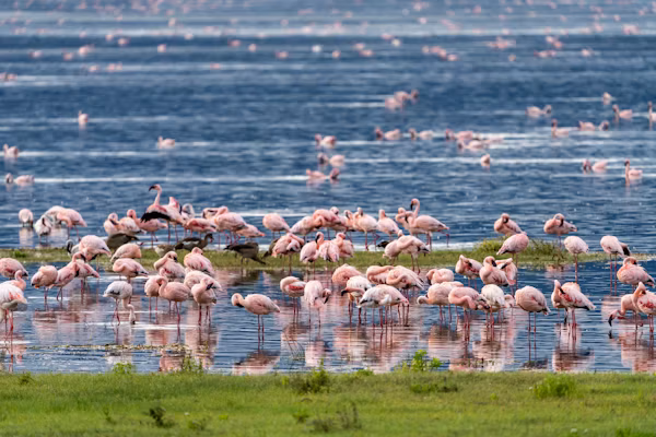 The Last Wild Kingdom A Private Tanzania Fly-In Safari crafted exclusively for the discerning few - Gallery Image 5