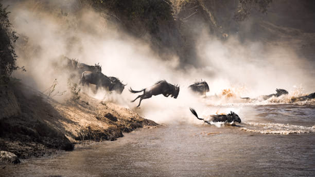13-Day Tanzania Luxury Family Safari and Zanzibar Beach Holiday