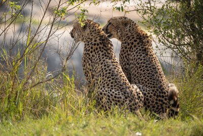 Tanzania Luxury Migration Safari | Wildlife Adventures & Cultural Immersion Experience - Gallery Image 5
