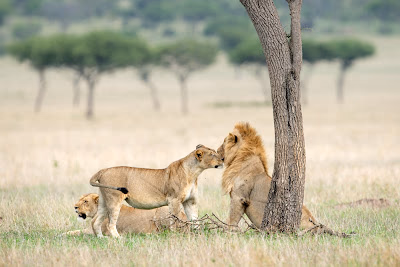 An Exclusive African Wilderness Experience — Singita Luxury Safari