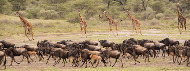 Ndutu & Southern Serengeti Game Viewing