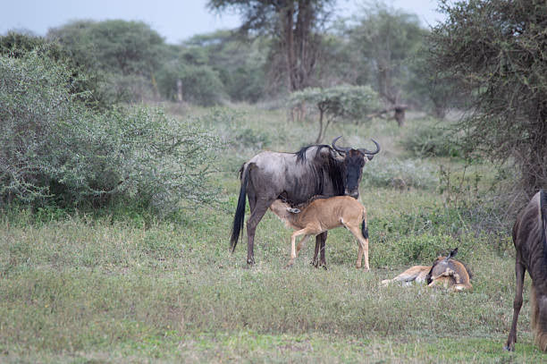 Zanzibar to Ndutu – Into the Great Migration